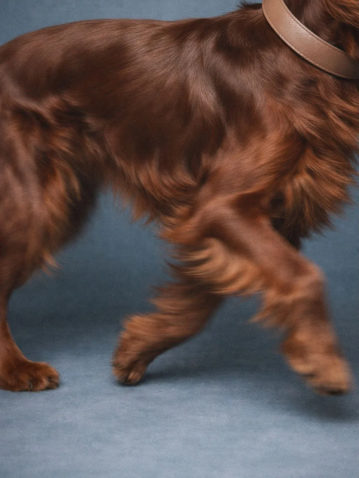 Long-haired brown spaniel moving across a blue studio backdrop